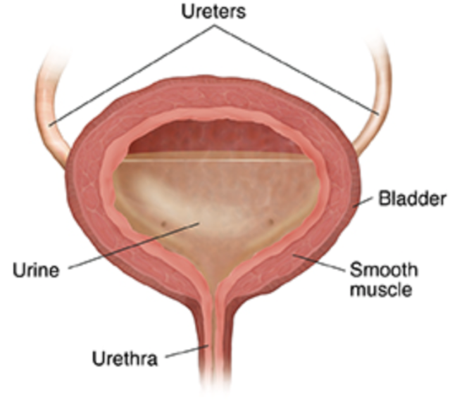 How Does the Bladder Work?